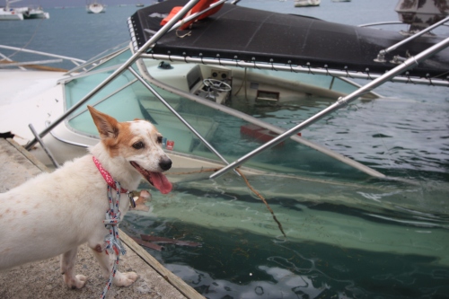 Checking out the sunken boats in the Christiansted harbor after Hurricane Omar